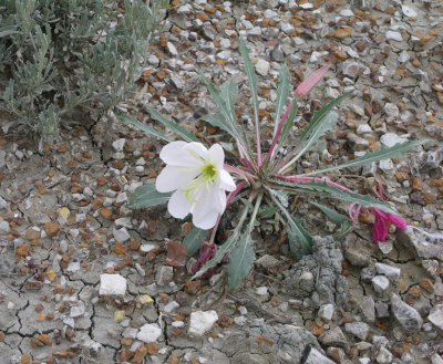 [White flower in full bloom on a plant which looks like a weed growing among the small rocks on the ground.]